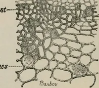 An illustration from The microscopy of vegetable foods, with special reference to the detection of adulteration and the diagnosis of mixtures (1916)