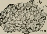 An illustration from The microscopy of vegetable foods, with special reference to the detection of adulteration and the diagnosis of mixtures (1916)
