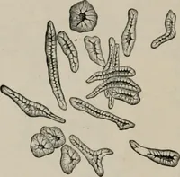 An illustration from The microscopy of vegetable foods, with special reference to the detection of adulteration and the diagnosis of mixtures (1916)