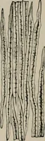 An illustration from The microscopy of vegetable foods, with special reference to the detection of adulteration and the diagnosis of mixtures (1916)