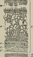 An illustration from The microscopy of vegetable foods, with special reference to the detection of adulteration and the diagnosis of mixtures (1916)