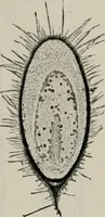 An illustration from The microscopy of vegetable foods, with special reference to the detection of adulteration and the diagnosis of mixtures (1916)