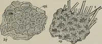 An illustration from The microscopy of vegetable foods, with special reference to the detection of adulteration and the diagnosis of mixtures (1916)