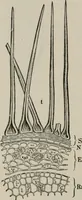 An illustration from The microscopy of vegetable foods, with special reference to the detection of adulteration and the diagnosis of mixtures (1916)