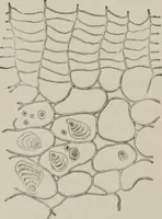 An illustration from The microscopy of vegetable foods, with special reference to the detection of adulteration and the diagnosis of mixtures (1916)