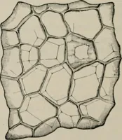 An illustration from The microscopy of vegetable foods, with special reference to the detection of adulteration and the diagnosis of mixtures (1916)