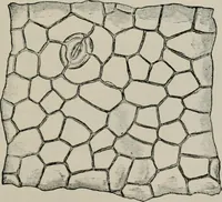 An illustration from The microscopy of vegetable foods, with special reference to the detection of adulteration and the diagnosis of mixtures (1916)