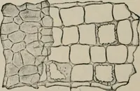 An illustration from The microscopy of vegetable foods, with special reference to the detection of adulteration and the diagnosis of mixtures (1916)