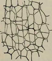 An illustration from The microscopy of vegetable foods, with special reference to the detection of adulteration and the diagnosis of mixtures (1916)