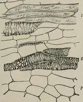 An illustration from The microscopy of vegetable foods, with special reference to the detection of adulteration and the diagnosis of mixtures (1916)