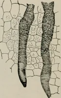 An illustration from The microscopy of vegetable foods, with special reference to the detection of adulteration and the diagnosis of mixtures (1916)