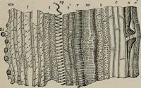 An illustration from The microscopy of vegetable foods, with special reference to the detection of adulteration and the diagnosis of mixtures (1916)