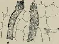 An illustration from The microscopy of vegetable foods, with special reference to the detection of adulteration and the diagnosis of mixtures (1916)