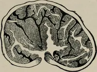 An illustration from The microscopy of vegetable foods, with special reference to the detection of adulteration and the diagnosis of mixtures (1916)