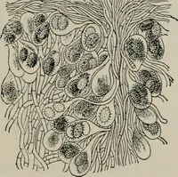 An illustration from The microscopy of vegetable foods, with special reference to the detection of adulteration and the diagnosis of mixtures (1916)