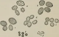 An illustration from The microscopy of vegetable foods, with special reference to the detection of adulteration and the diagnosis of mixtures (1916)
