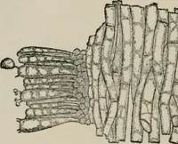 An illustration from The microscopy of vegetable foods, with special reference to the detection of adulteration and the diagnosis of mixtures (1916)