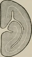An illustration from The microscopy of vegetable foods, with special reference to the detection of adulteration and the diagnosis of mixtures (1916)