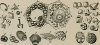 An illustration from The microscopy of vegetable foods, with special reference to the detection of adulteration and the diagnosis of mixtures (1916)
