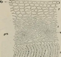 An illustration from The microscopy of vegetable foods, with special reference to the detection of adulteration and the diagnosis of mixtures (1916)