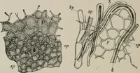 An illustration from The microscopy of vegetable foods, with special reference to the detection of adulteration and the diagnosis of mixtures (1916)