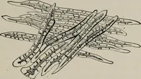 An illustration from The microscopy of vegetable foods, with special reference to the detection of adulteration and the diagnosis of mixtures (1916)