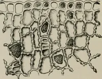 An illustration from The microscopy of vegetable foods, with special reference to the detection of adulteration and the diagnosis of mixtures (1916)
