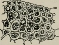 An illustration from The microscopy of vegetable foods, with special reference to the detection of adulteration and the diagnosis of mixtures (1916)
