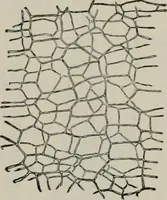 An illustration from The microscopy of vegetable foods, with special reference to the detection of adulteration and the diagnosis of mixtures (1916)