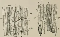 An illustration from The microscopy of vegetable foods, with special reference to the detection of adulteration and the diagnosis of mixtures (1916)