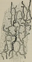 An illustration from The microscopy of vegetable foods, with special reference to the detection of adulteration and the diagnosis of mixtures (1916)
