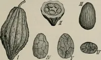 An illustration from The microscopy of vegetable foods, with special reference to the detection of adulteration and the diagnosis of mixtures (1916)