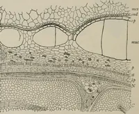 An illustration from The microscopy of vegetable foods, with special reference to the detection of adulteration and the diagnosis of mixtures (1916)