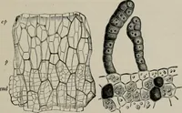 An illustration from The microscopy of vegetable foods, with special reference to the detection of adulteration and the diagnosis of mixtures (1916)
