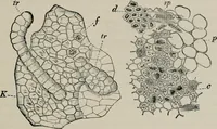 An illustration from The microscopy of vegetable foods, with special reference to the detection of adulteration and the diagnosis of mixtures (1916)