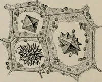An illustration from The microscopy of vegetable foods, with special reference to the detection of adulteration and the diagnosis of mixtures (1916)