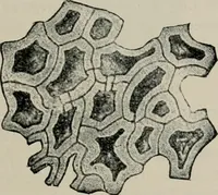 An illustration from The microscopy of vegetable foods, with special reference to the detection of adulteration and the diagnosis of mixtures (1916)