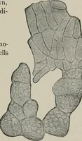 An illustration from The microscopy of vegetable foods, with special reference to the detection of adulteration and the diagnosis of mixtures (1916)