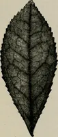 An illustration from The microscopy of vegetable foods, with special reference to the detection of adulteration and the diagnosis of mixtures (1916)