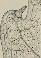 An illustration from The microscopy of vegetable foods, with special reference to the detection of adulteration and the diagnosis of mixtures (1916)