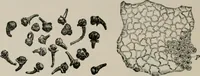 An illustration from The microscopy of vegetable foods, with special reference to the detection of adulteration and the diagnosis of mixtures (1916)