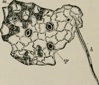 An illustration from The microscopy of vegetable foods, with special reference to the detection of adulteration and the diagnosis of mixtures (1916)