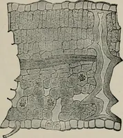 An illustration from The microscopy of vegetable foods, with special reference to the detection of adulteration and the diagnosis of mixtures (1916)