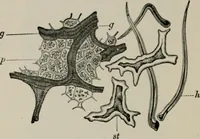 An illustration from The microscopy of vegetable foods, with special reference to the detection of adulteration and the diagnosis of mixtures (1916)