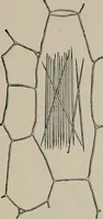 An illustration from The microscopy of vegetable foods, with special reference to the detection of adulteration and the diagnosis of mixtures (1916)