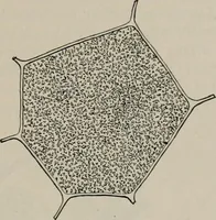 An illustration from The microscopy of vegetable foods, with special reference to the detection of adulteration and the diagnosis of mixtures (1916)