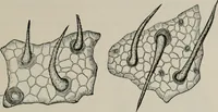 An illustration from The microscopy of vegetable foods, with special reference to the detection of adulteration and the diagnosis of mixtures (1916)