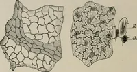 An illustration from The microscopy of vegetable foods, with special reference to the detection of adulteration and the diagnosis of mixtures (1916)