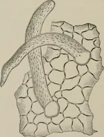 An illustration from The microscopy of vegetable foods, with special reference to the detection of adulteration and the diagnosis of mixtures (1916)