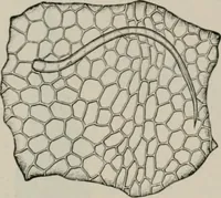 An illustration from The microscopy of vegetable foods, with special reference to the detection of adulteration and the diagnosis of mixtures (1916)